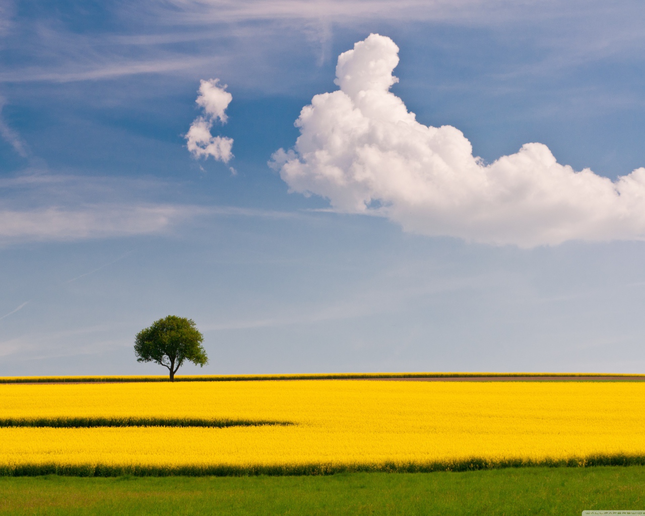 Желтое поле и дерево