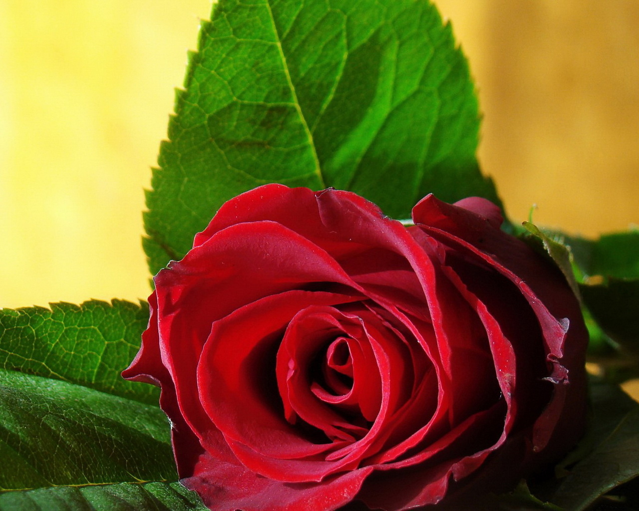 Одинокая роза