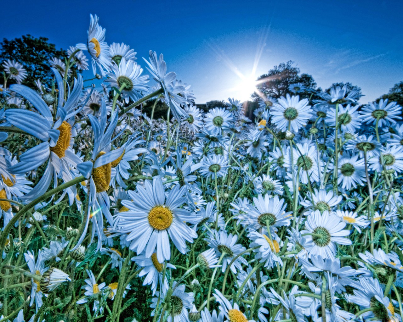 Облако ромашек