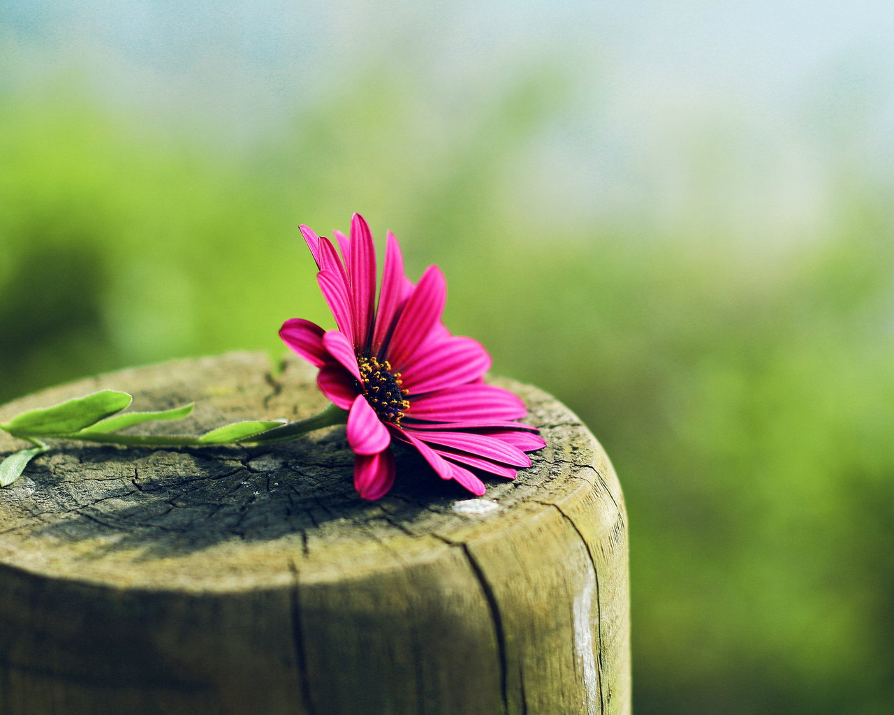 Цветок на пне