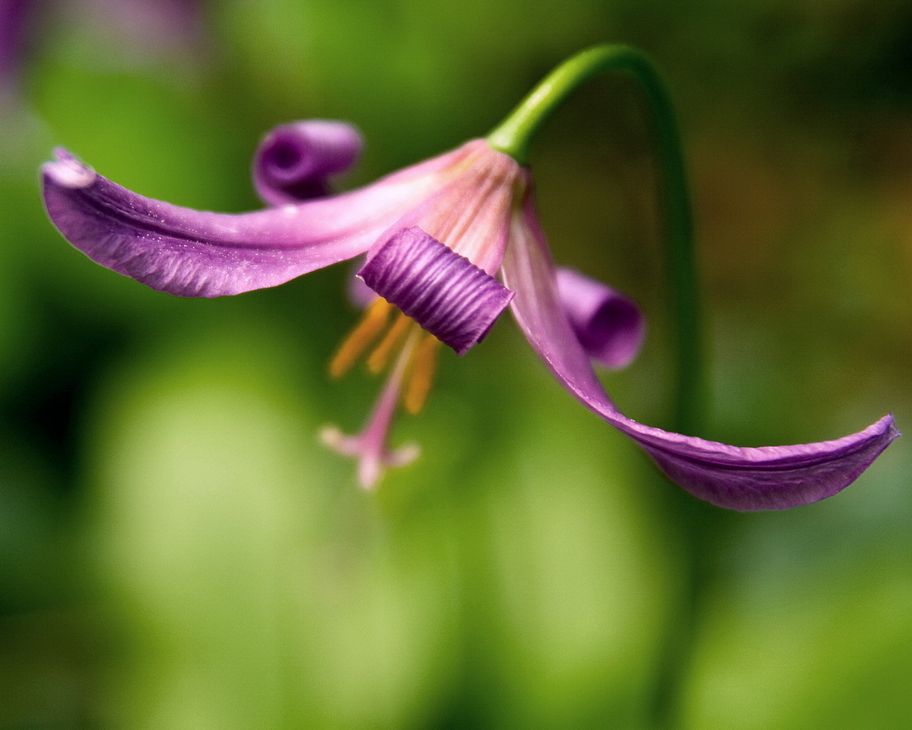 Красивый цветок