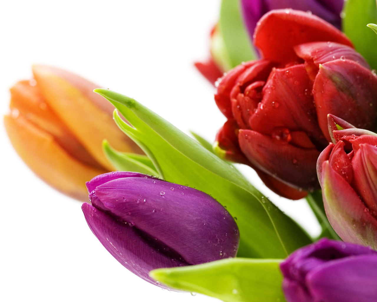 Букет из разноцветных тюльпанов