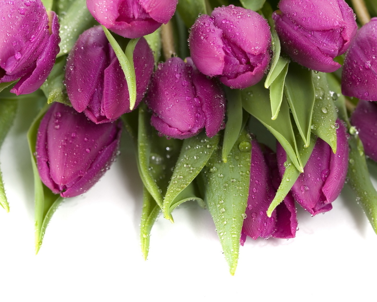 Букет тюльпанов