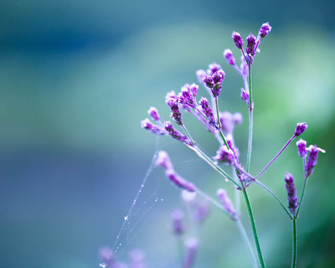 Веточка в паутинке