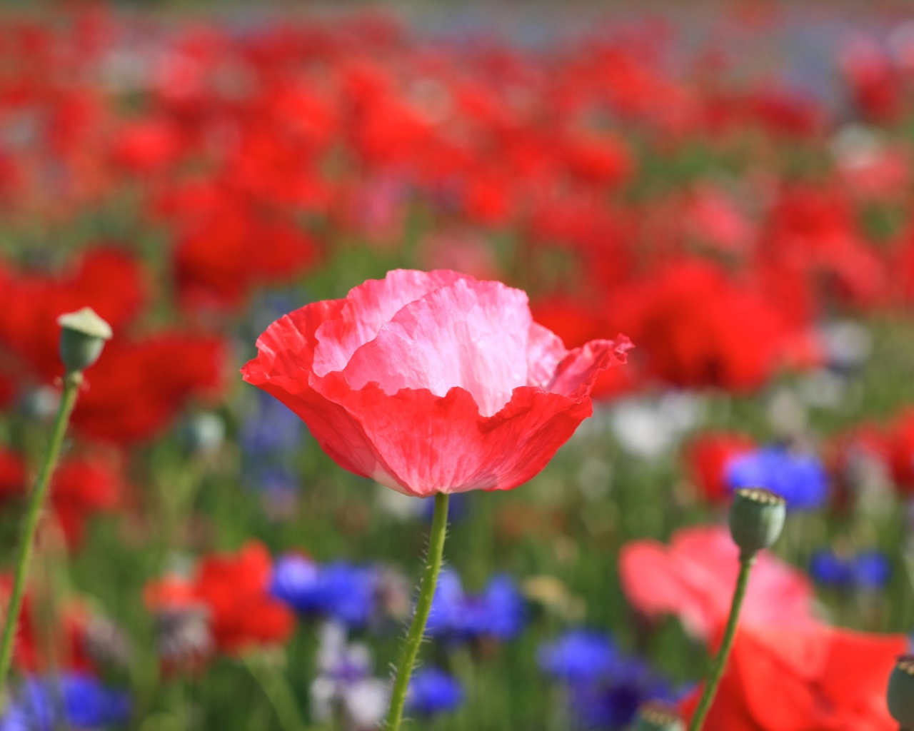 Бутон красного мака