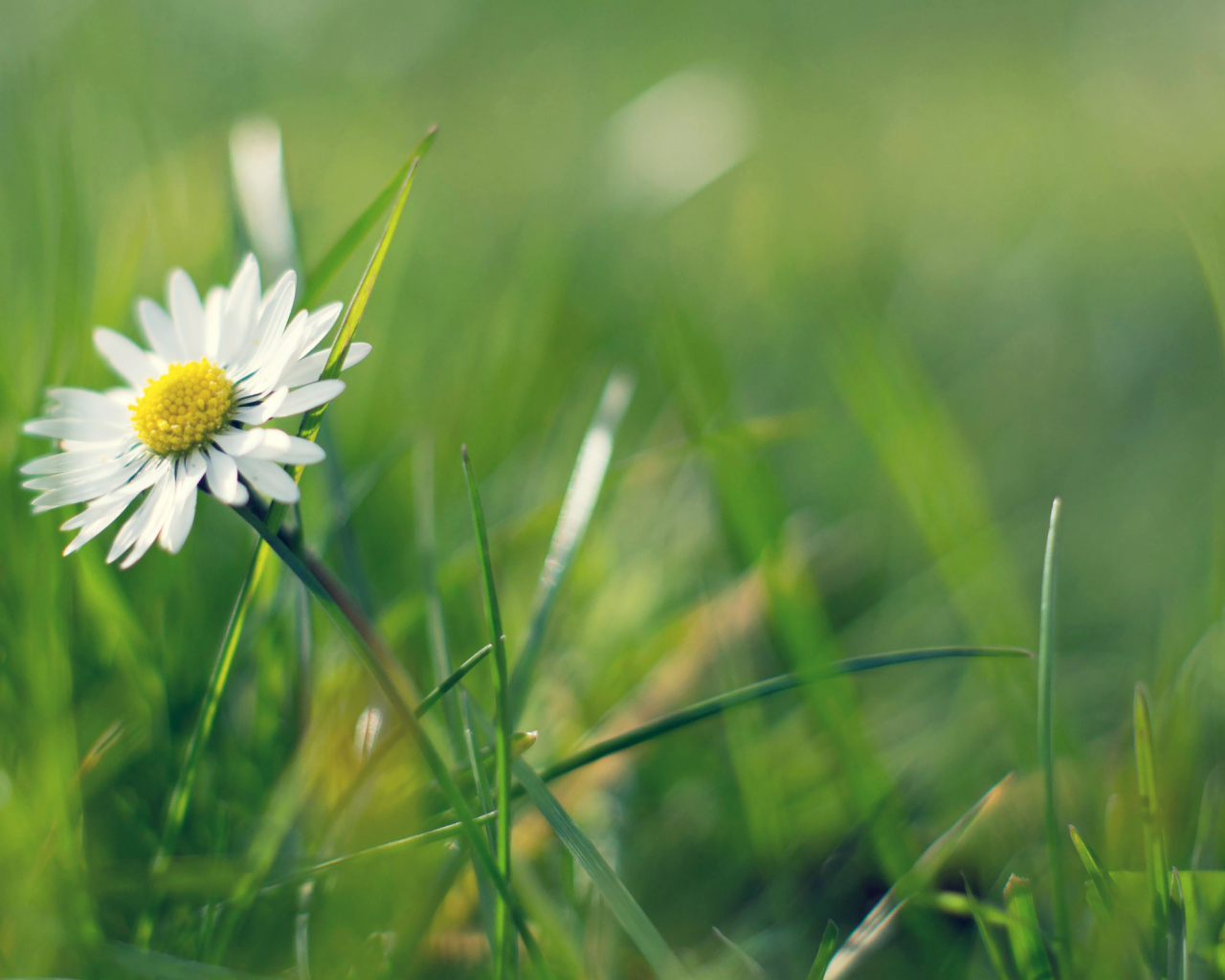 Ромашка в зелени