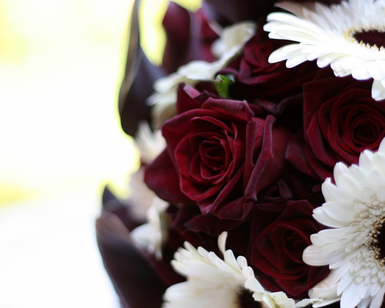 Бордовые розы