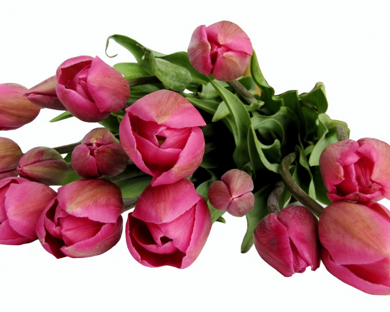 Бордовые тюльпаны