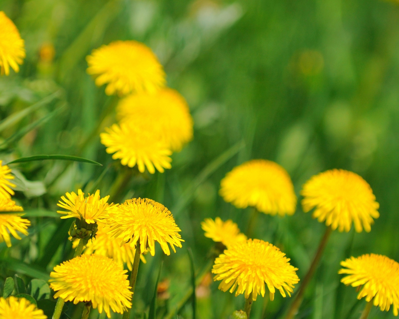 Ромашка в траве