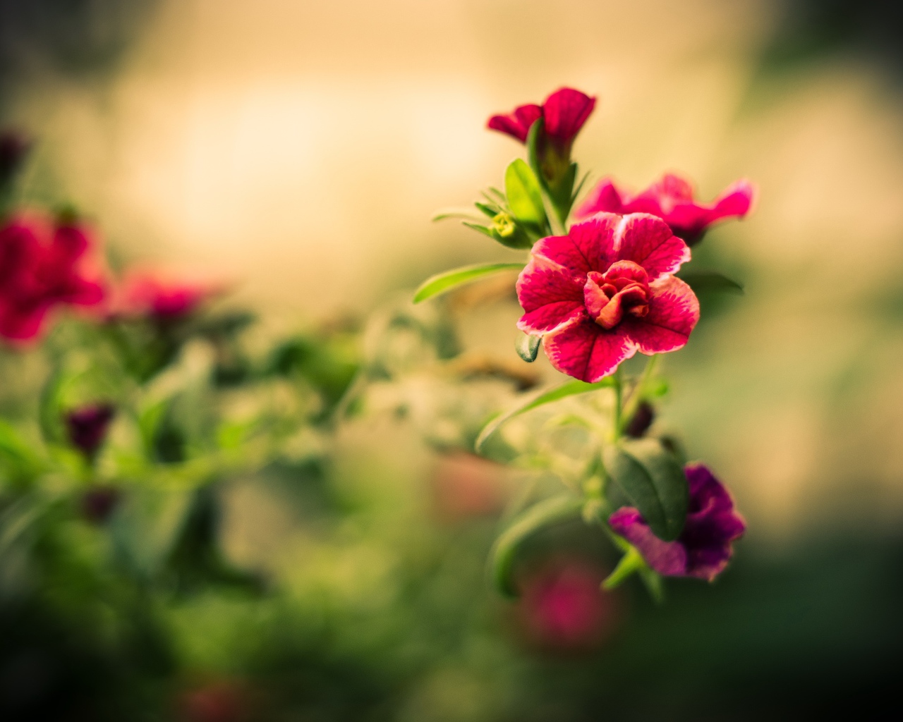 Божественный цветок