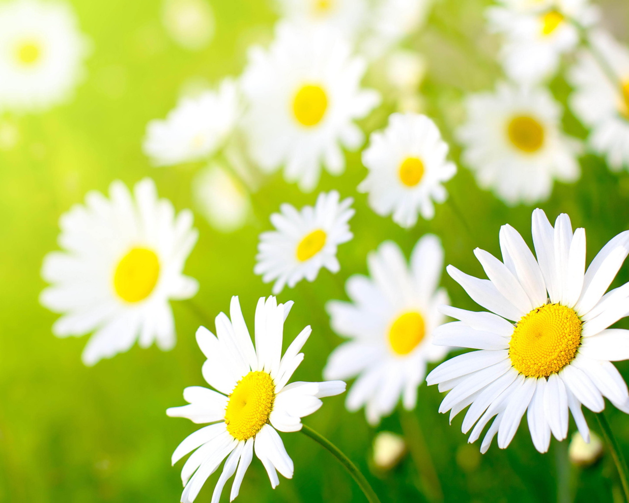 Полевые ромашки