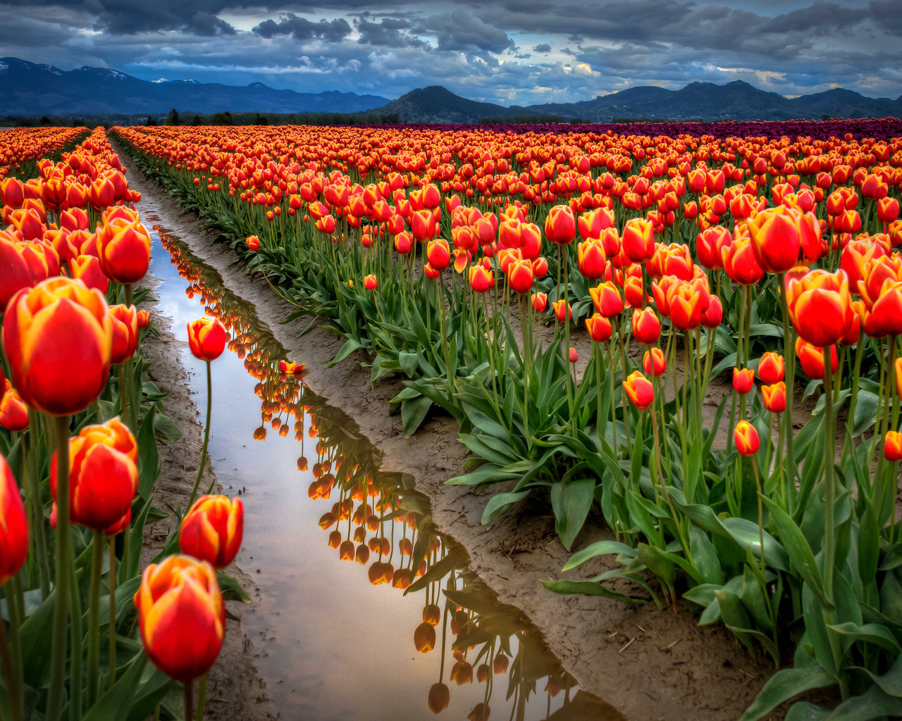 Поле тюльпанов