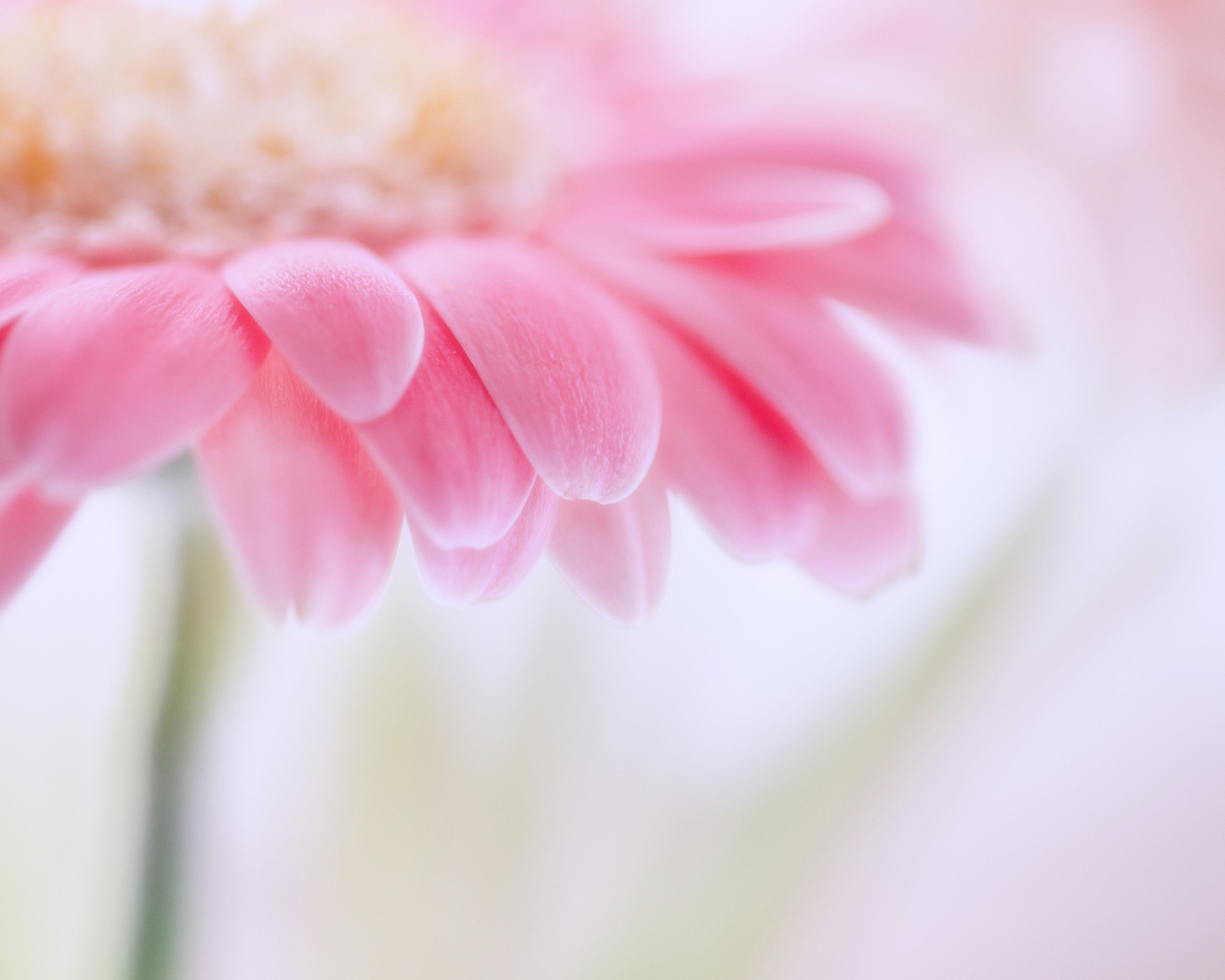 цветок Гербера