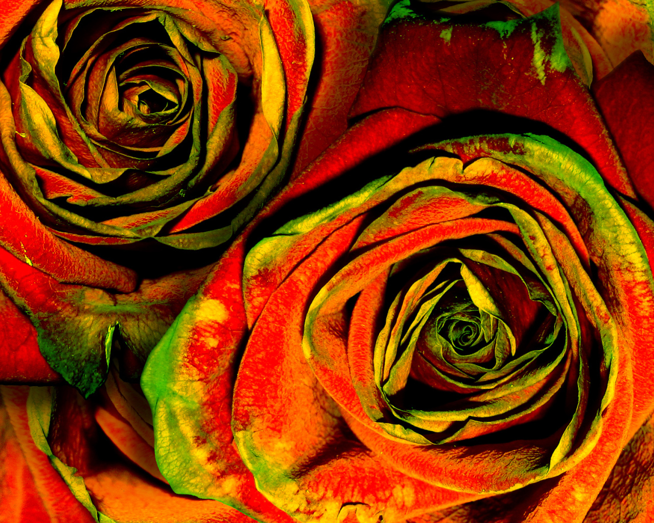 Зелено-красные розы