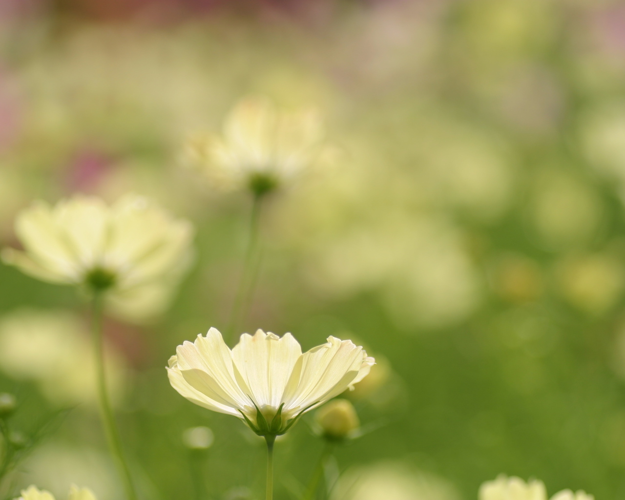 Цветок космея