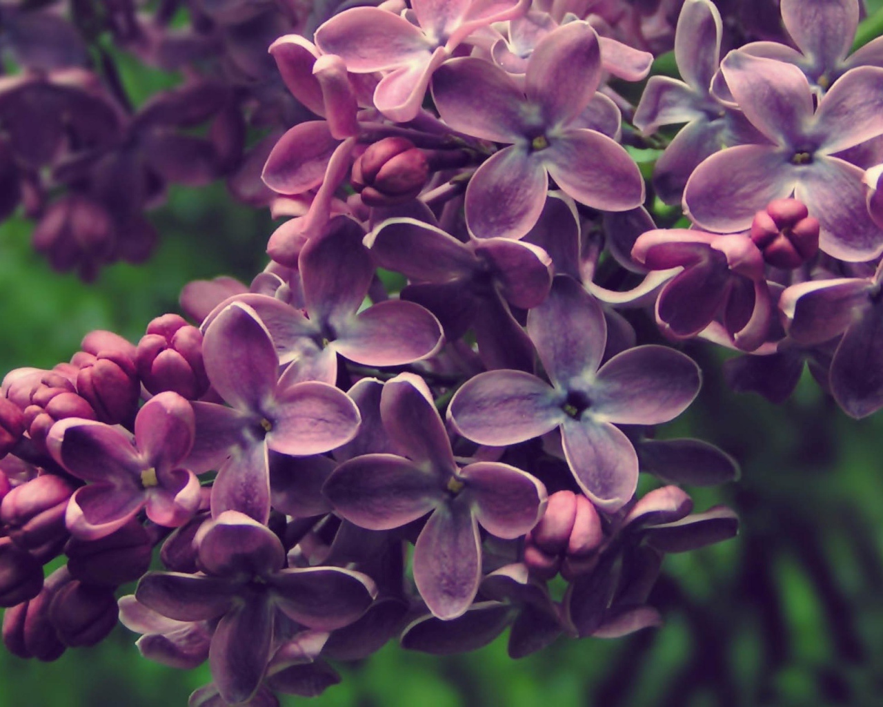 Куст сирени