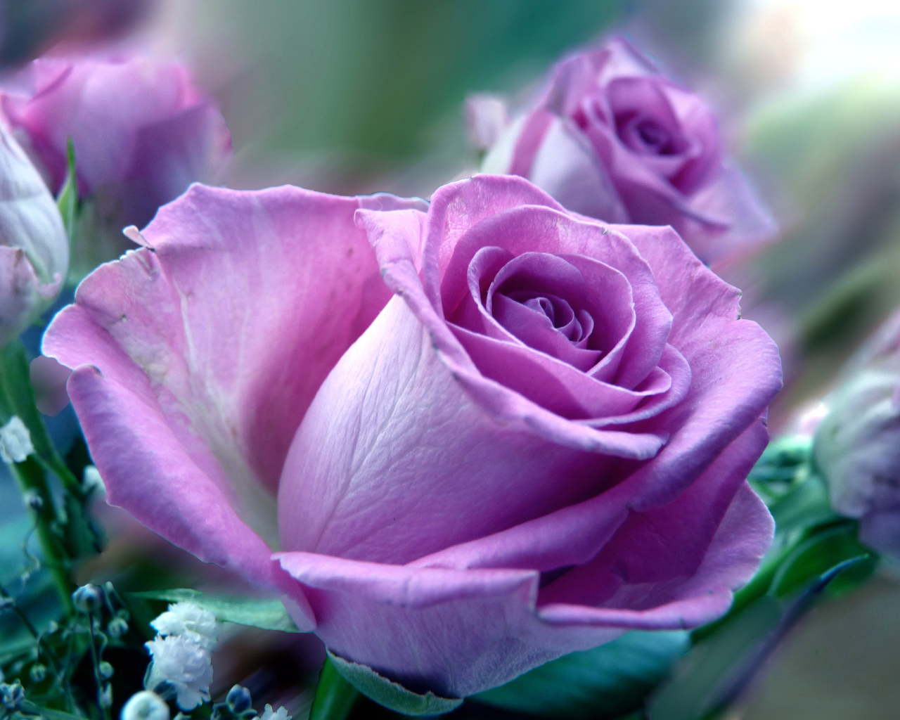 Сиреневая роза