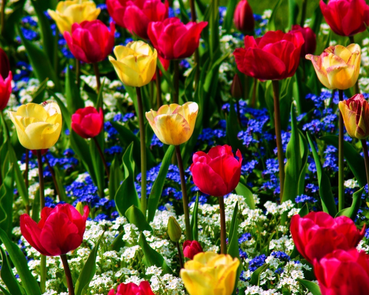 Разноцветные тюльпаны с незабудками