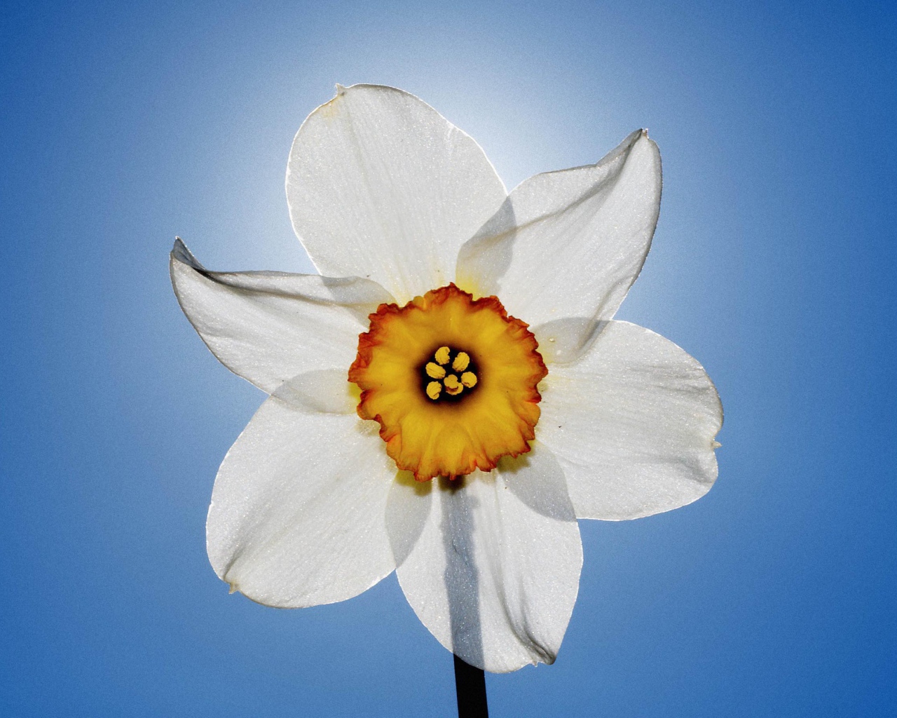 Нарцисс и небо
