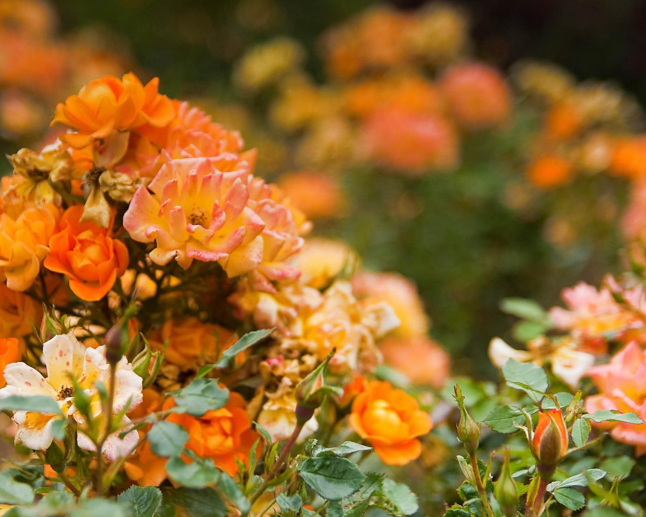 Оранжевые розы