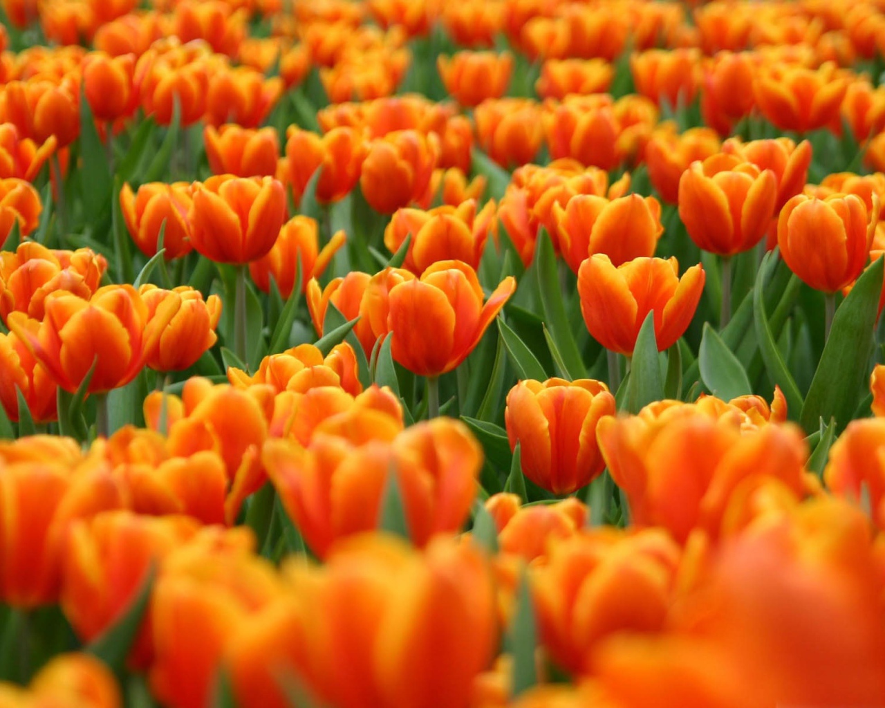 Оранжевые тюльпаны