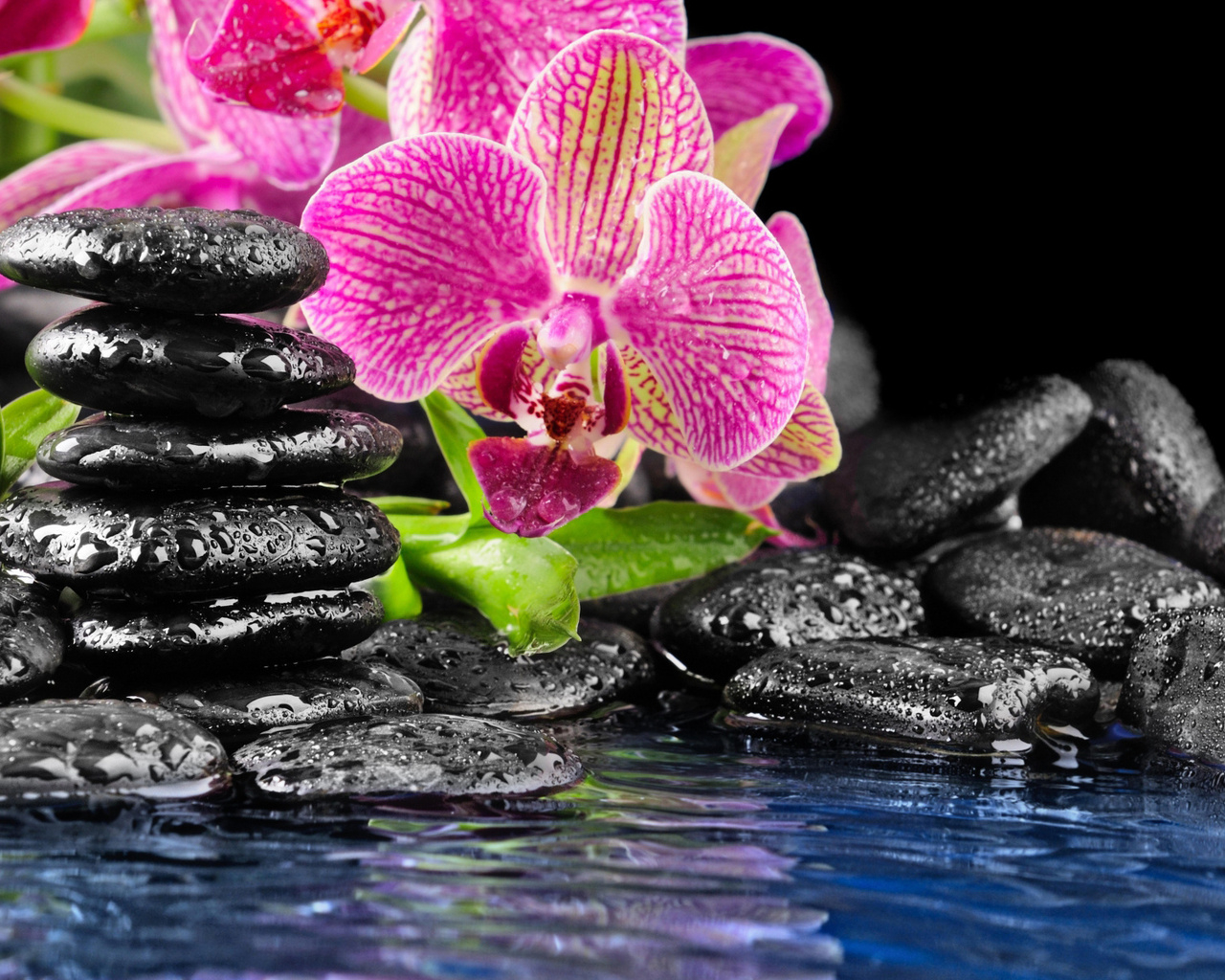 Орхидея на камнях