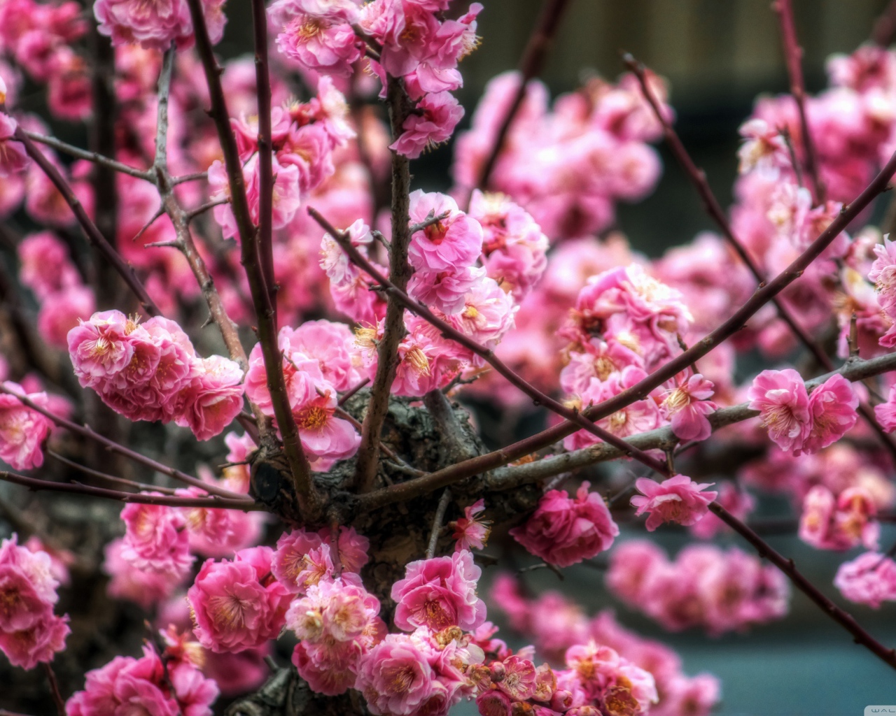 Цветы сакуры