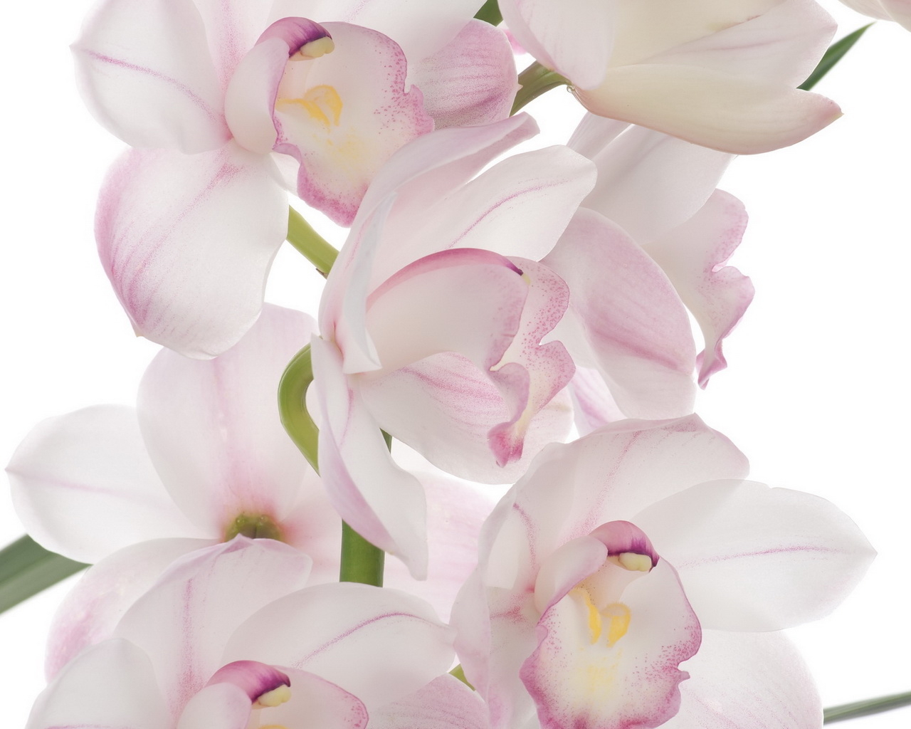 Розовая орхидея