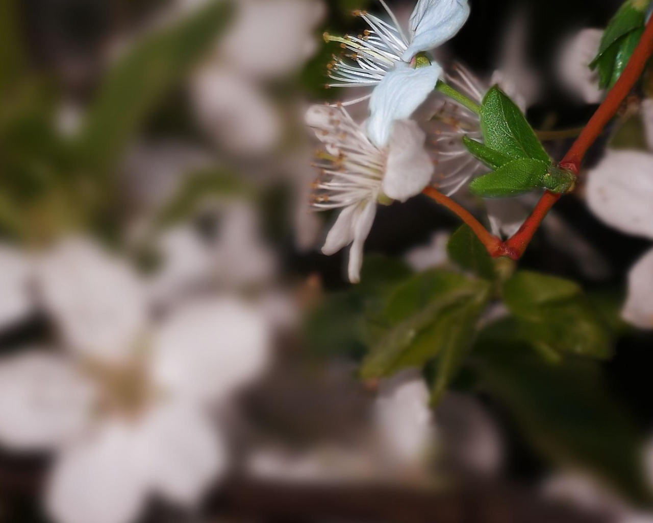 Белоснежный цветок 