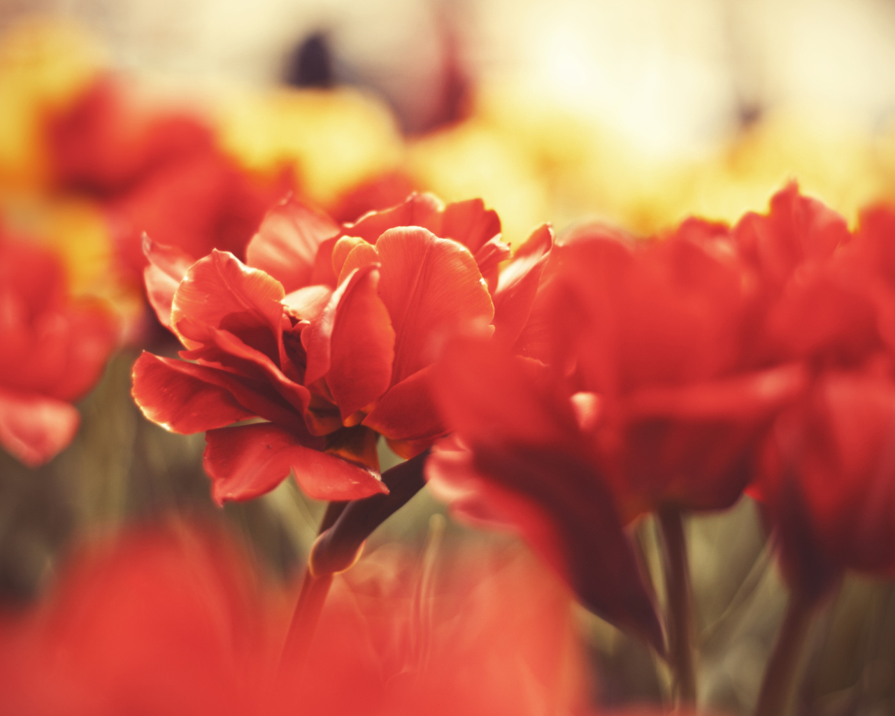 Красные маки