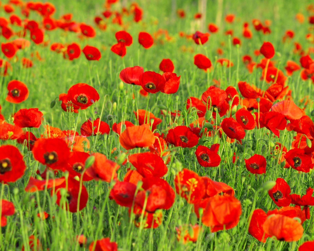 Поле красных маков