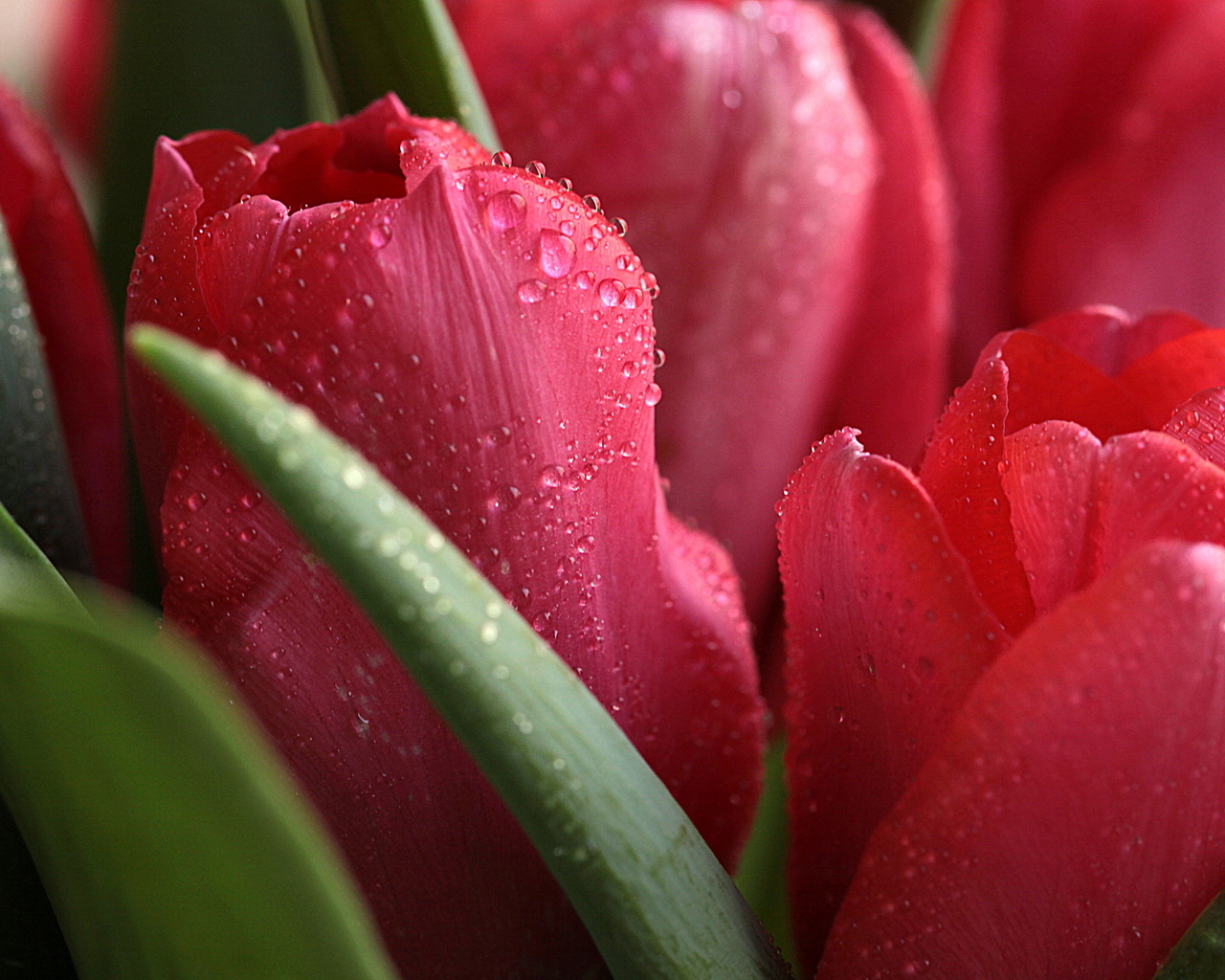 Красные тюльпаны