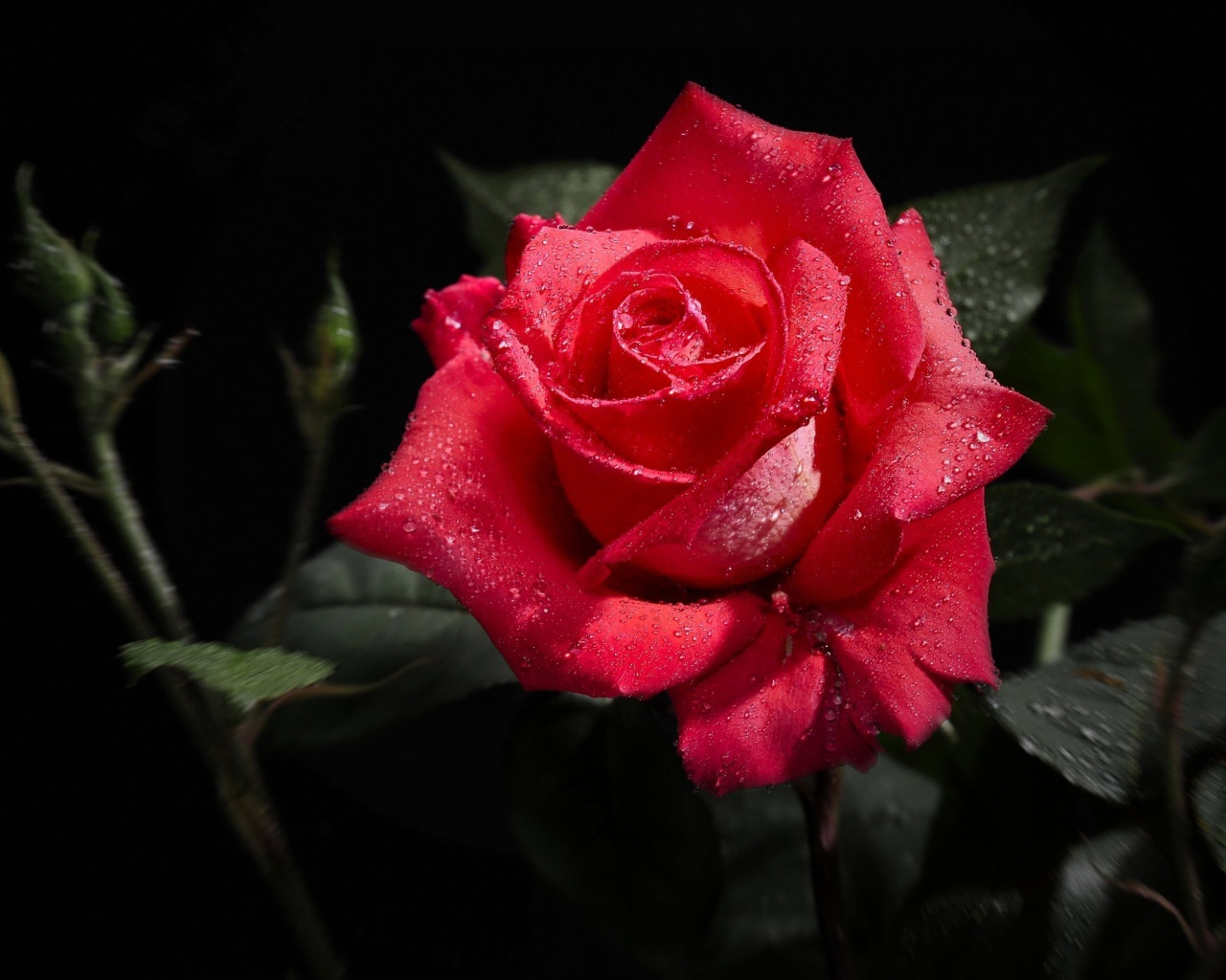 Роза в капельках росы