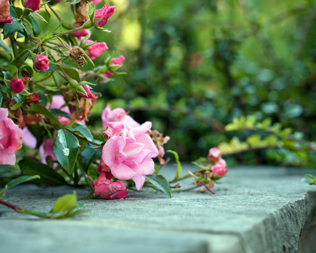 Розовый куст