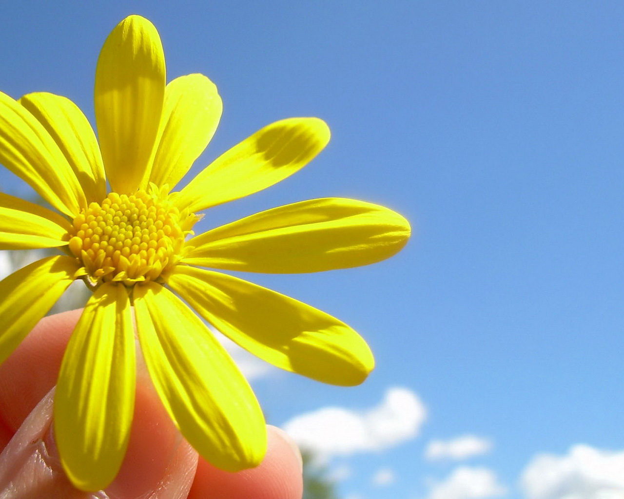 Солнечный цветок