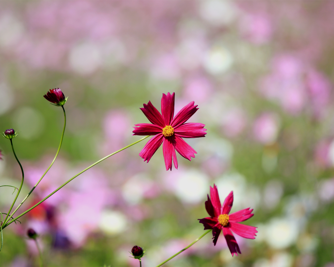 Цветки космеи