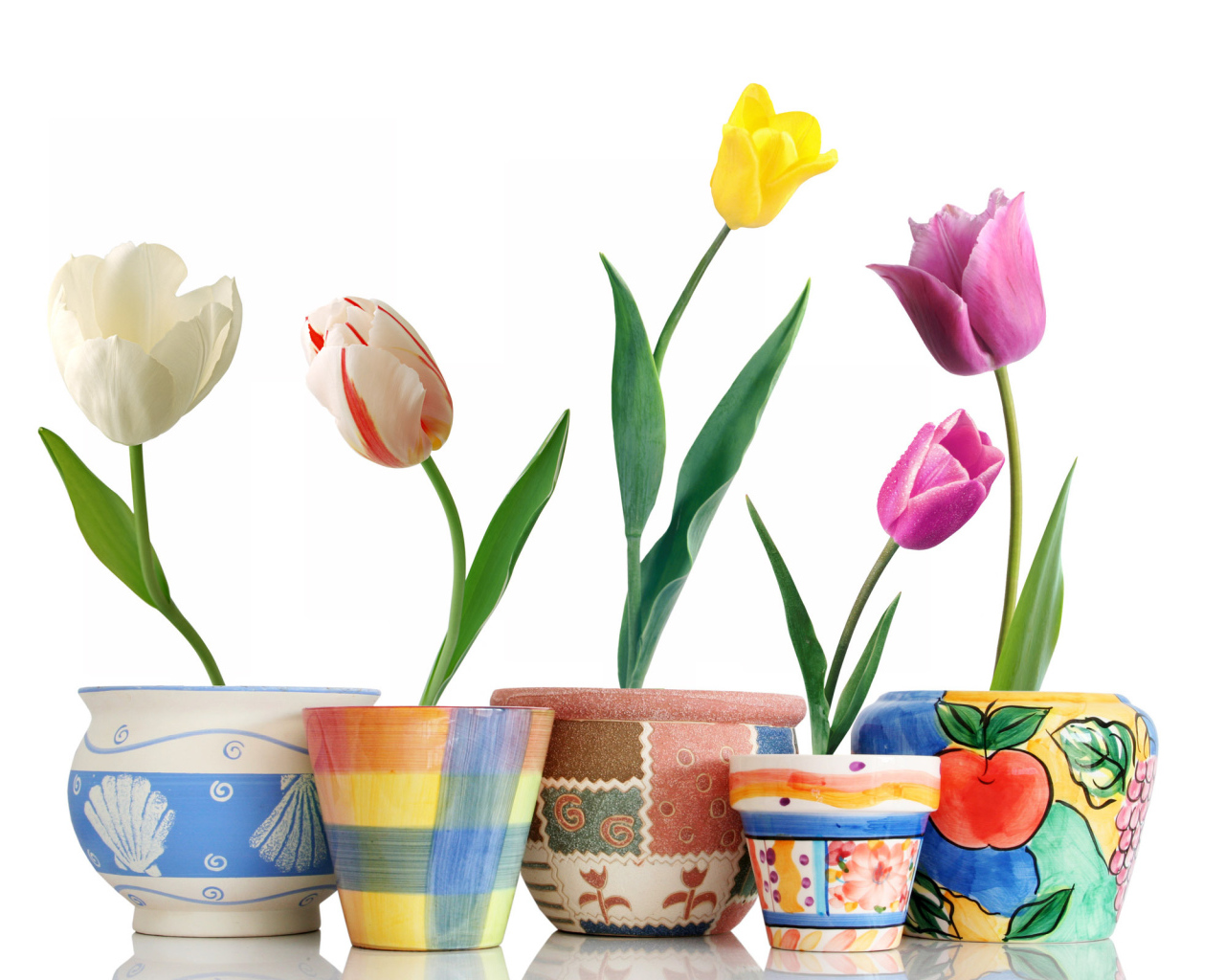 Тюльпаны в горшочках