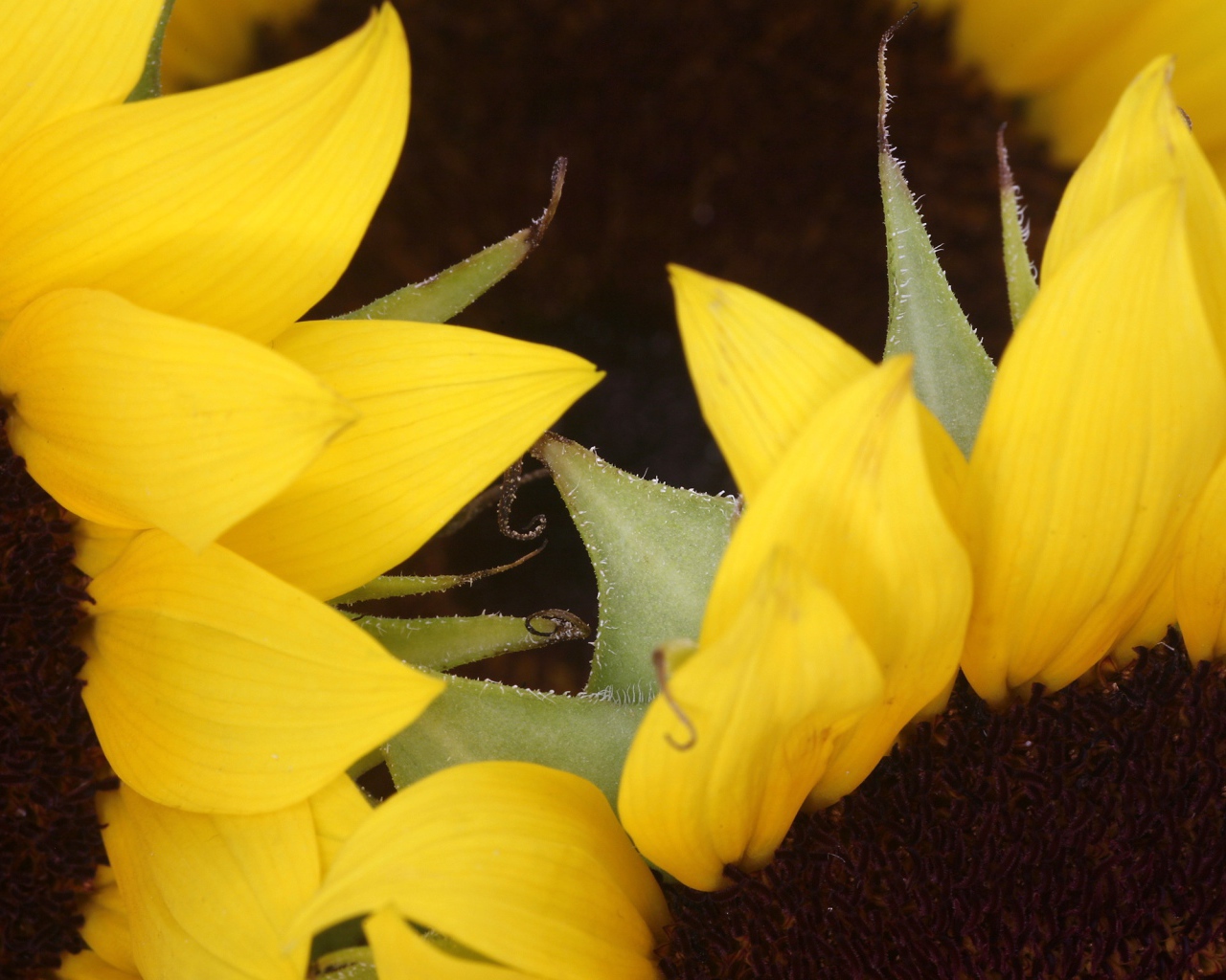 Два подсолнуха