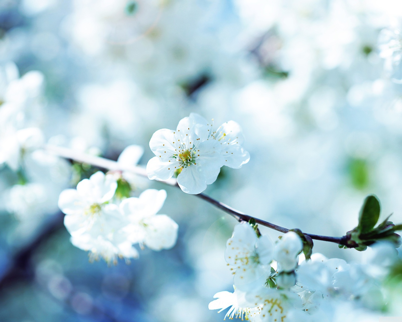 Белые цветы вишни