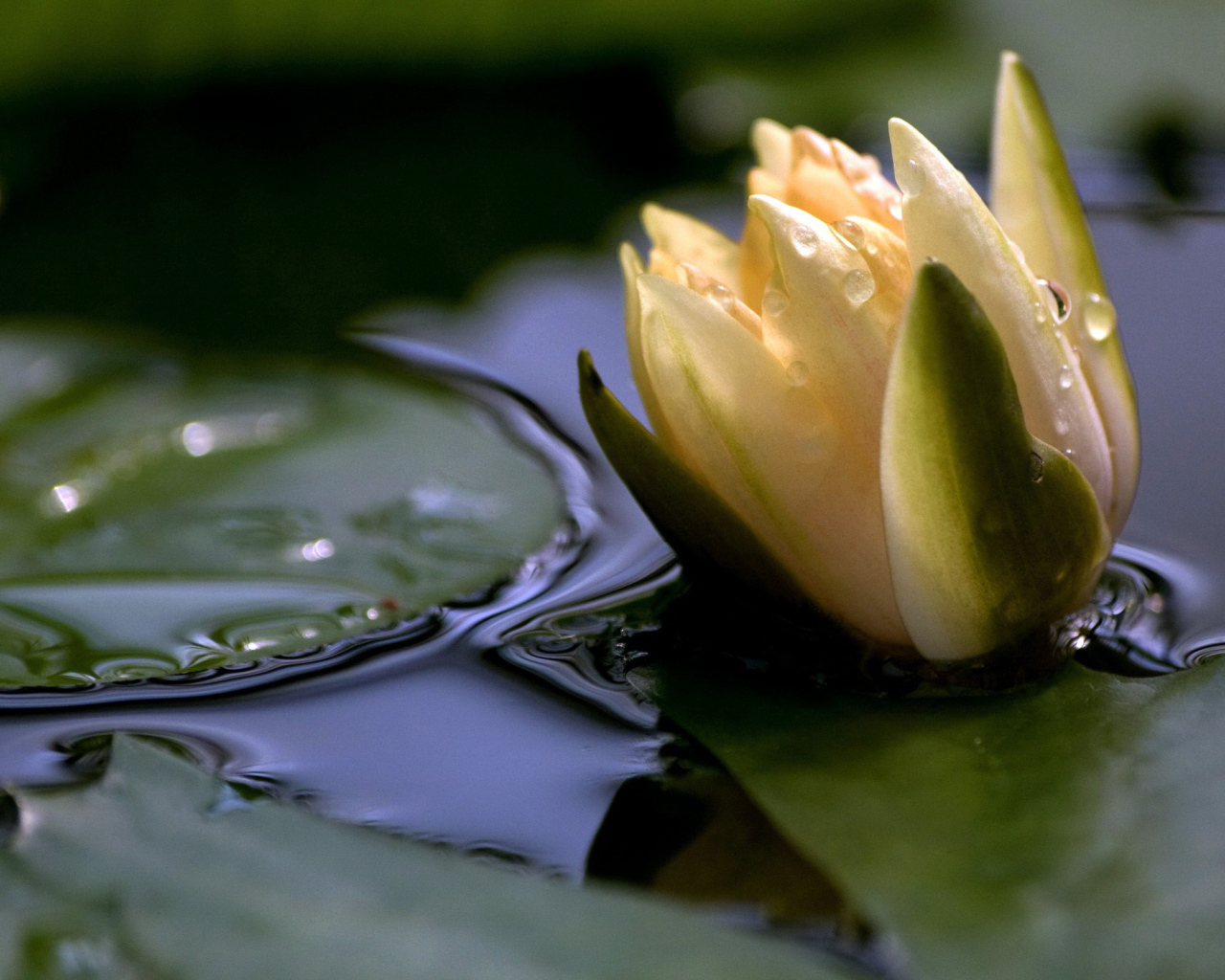 Белая лилия