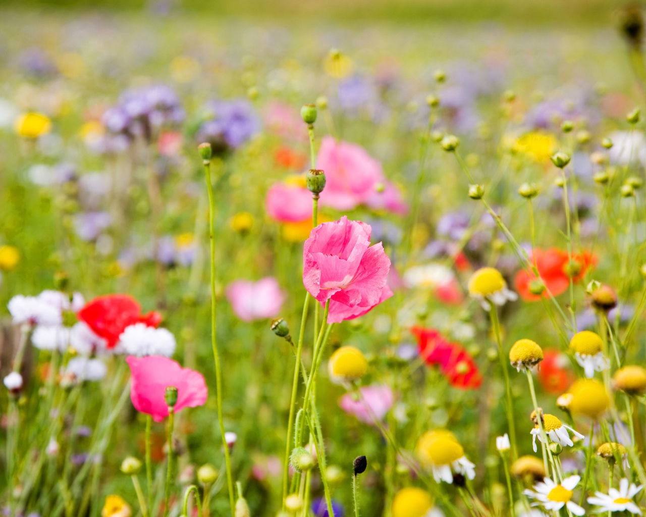 Полевые цветы