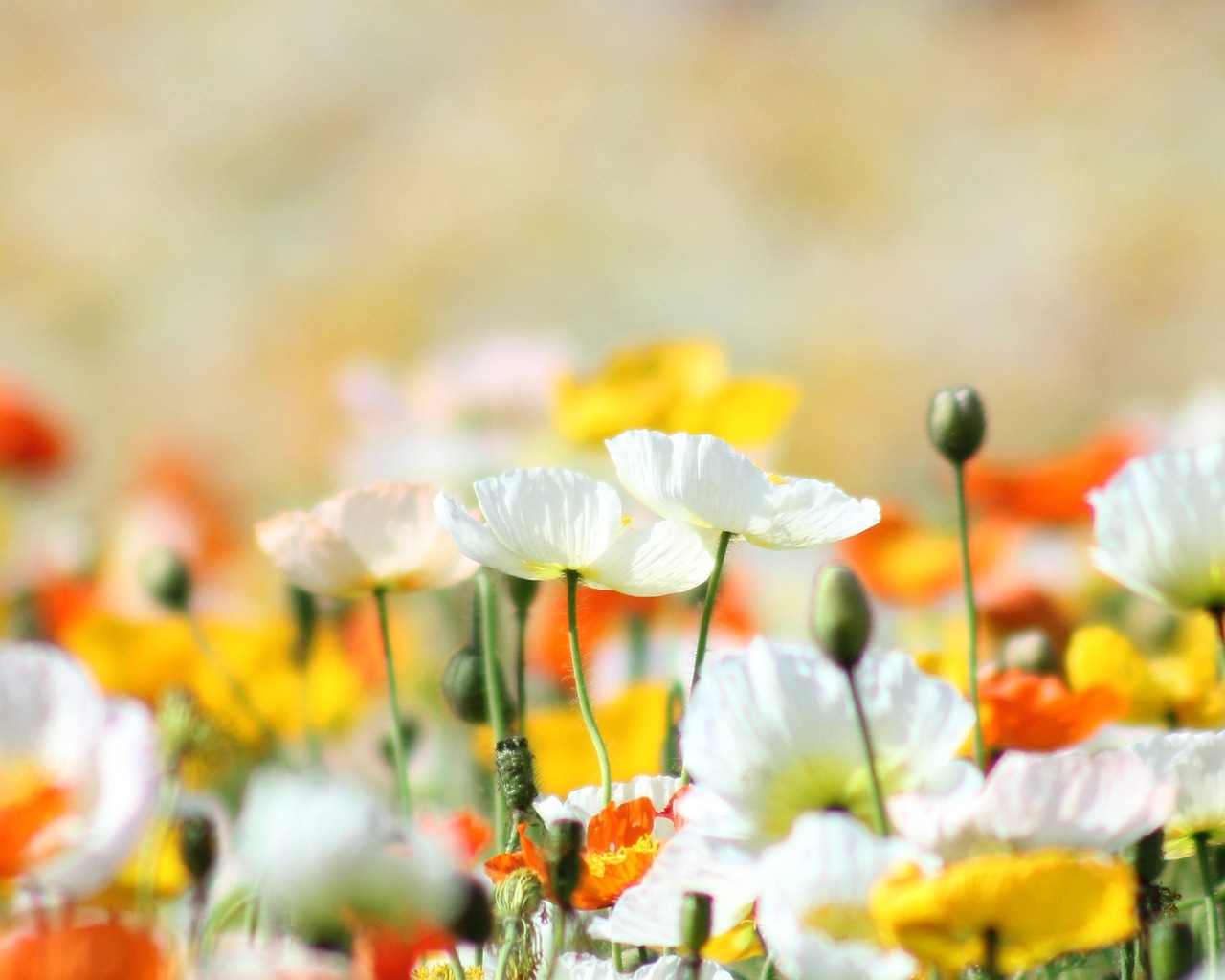 Желтые маки