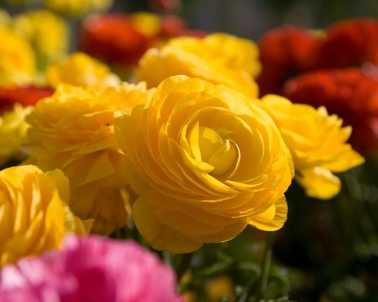 Желтые цветы