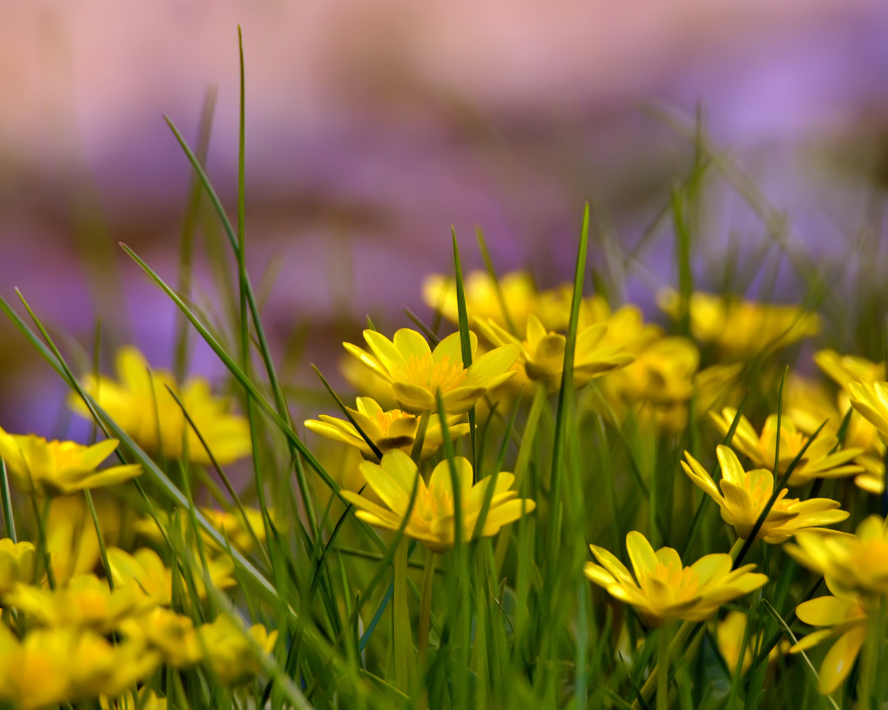 Желтые цветы в траве