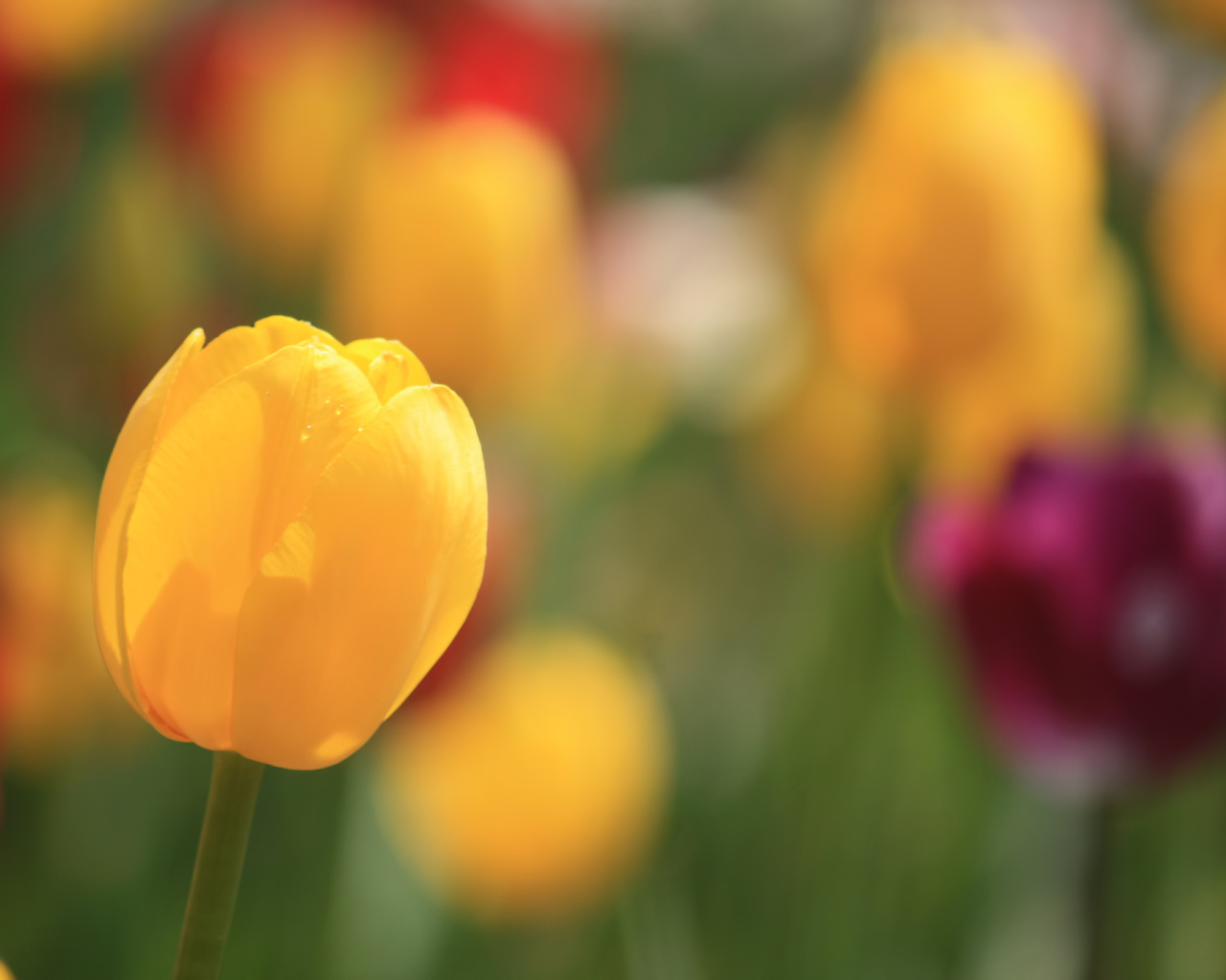 Желтый тюльпан