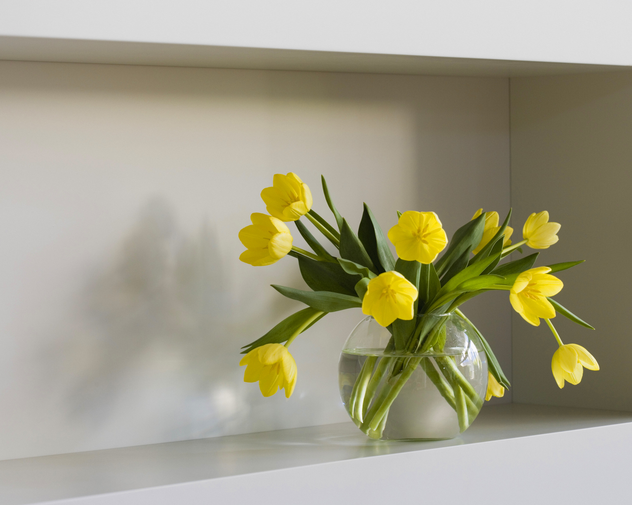 Желтые тюльпаны