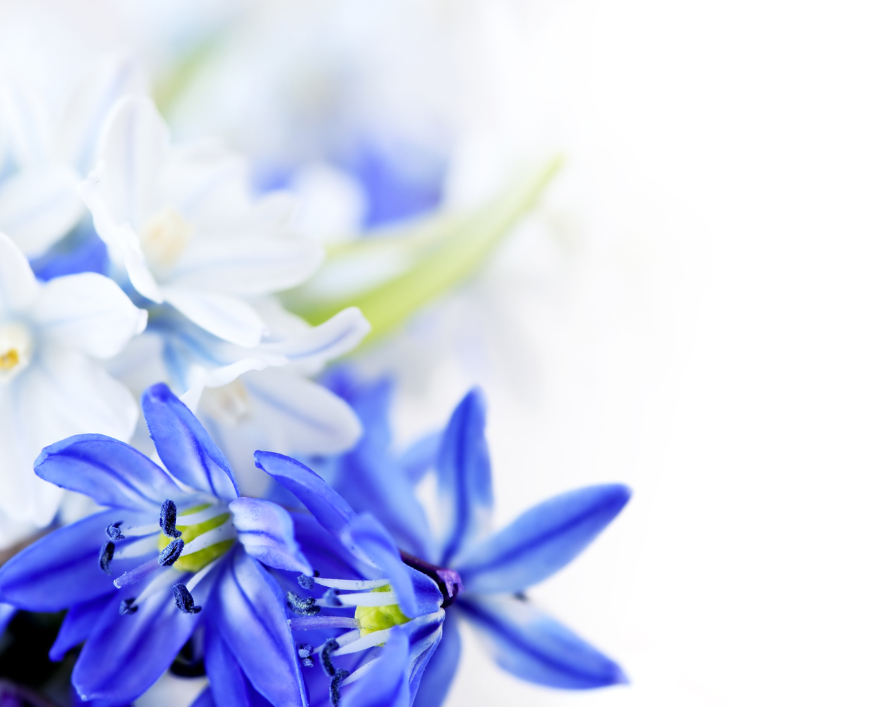 Голубые цветы