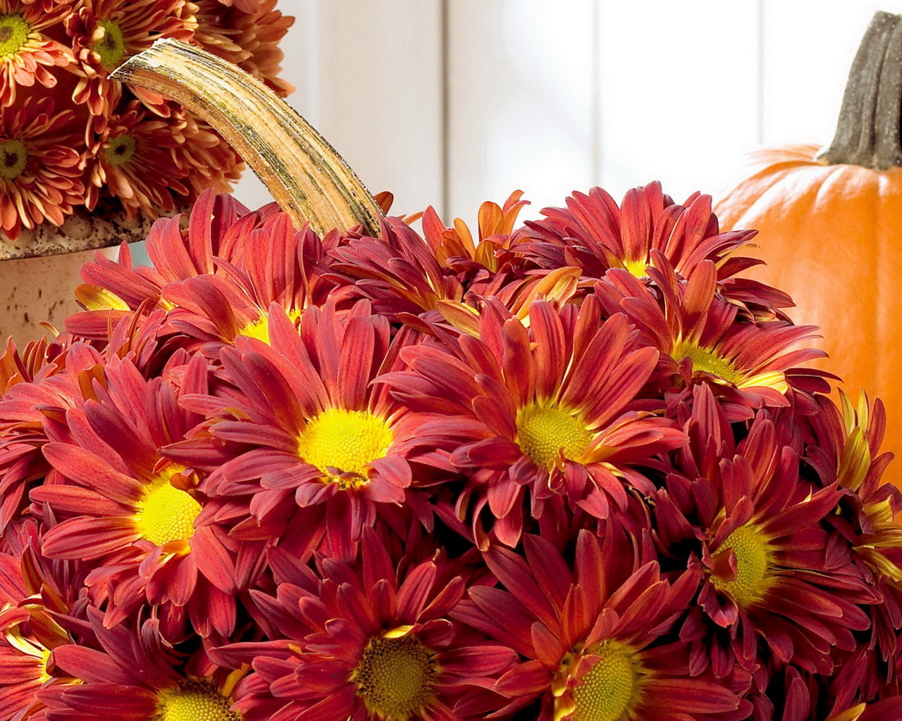 Хризантемы