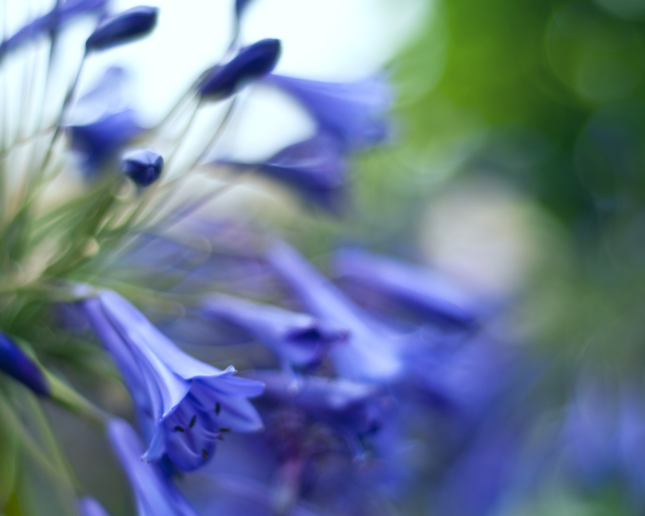 Колокольчики