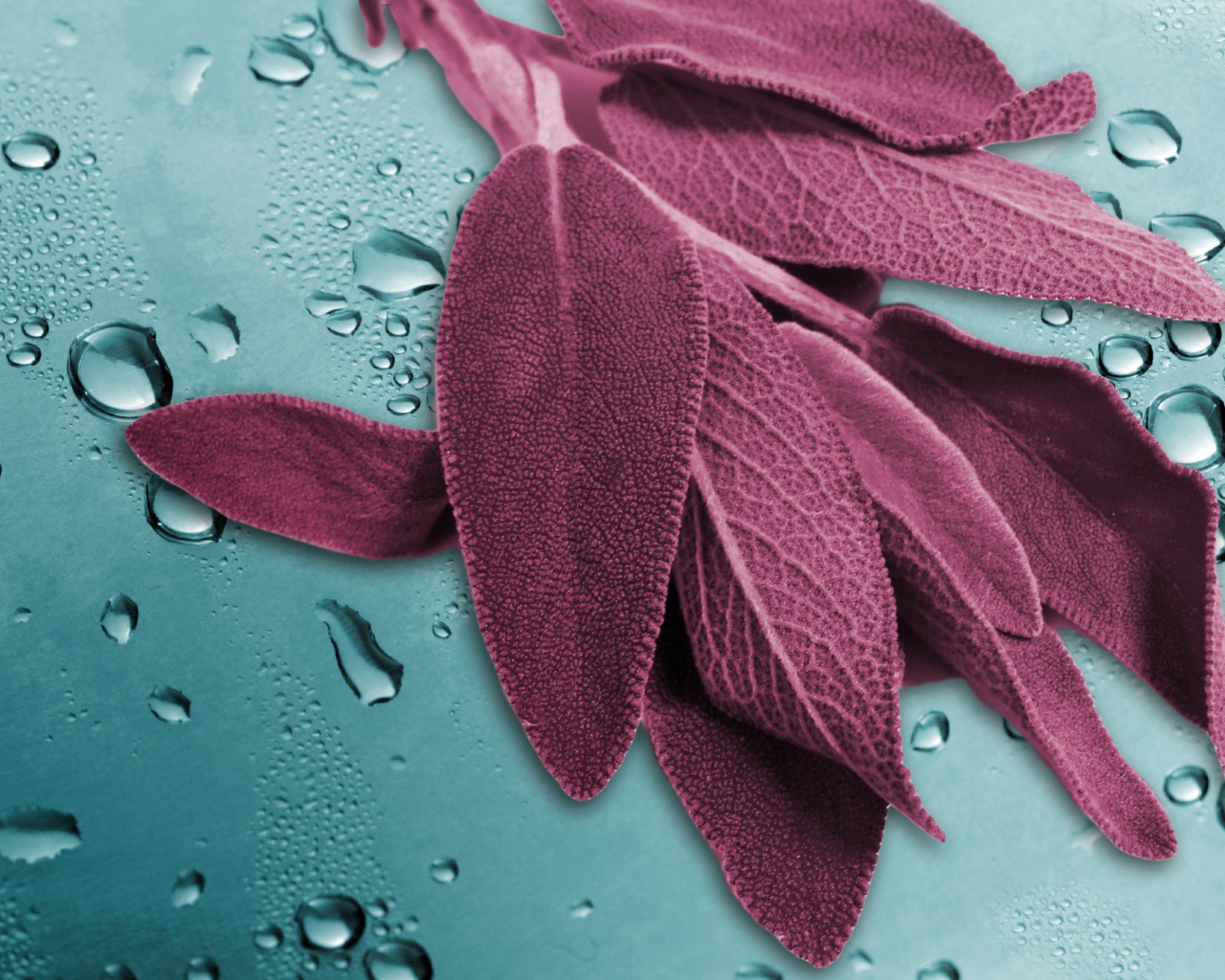 Листья на мокром стекле